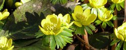 Eranthis